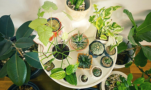 Summer decorating ideas include planting an indoor garden