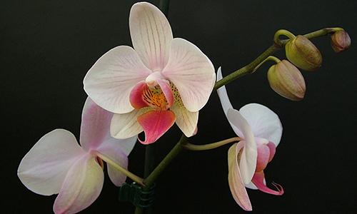 Using and caring for orchids includes selecting beautiful colors and healthy plants