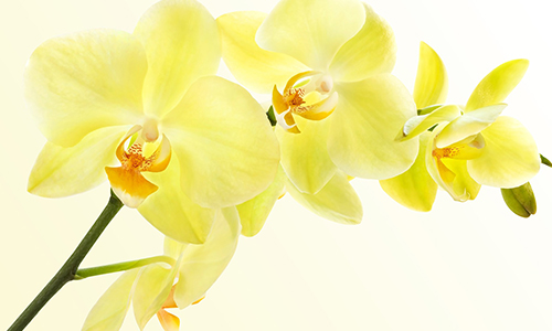 Using and caring for orchids includes inspecting their blooms before purchase