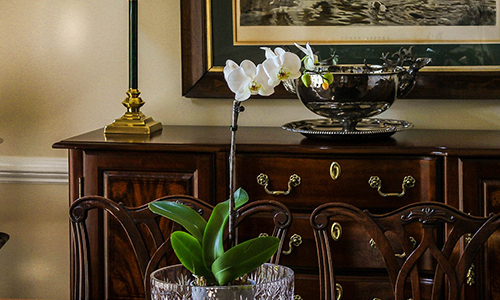 Using and caring for orchids includes knowing where to put them when staging a home